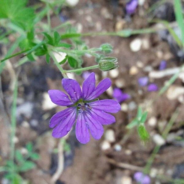 Geranium pyrenaicum Blomst