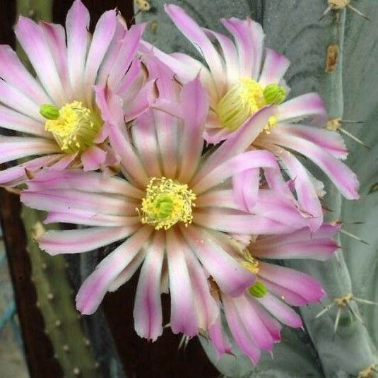 Echinocereus poselgeri Flor