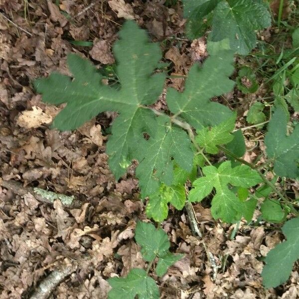 Heracleum maximum Blatt