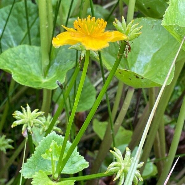 Caltha palustris 花