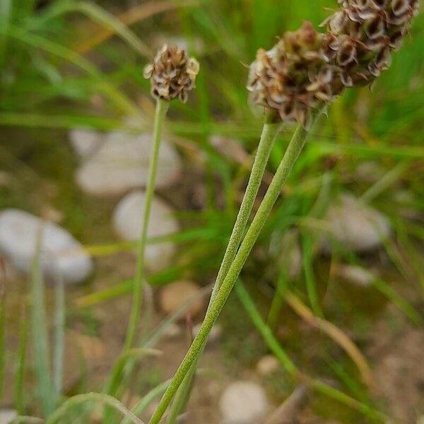 Plantago ovata 樹皮