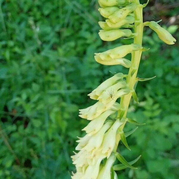 Digitalis lutea പുഷ്പം