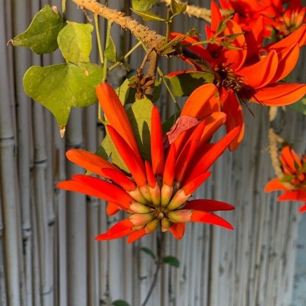 Erythrina corallodendron Flower
