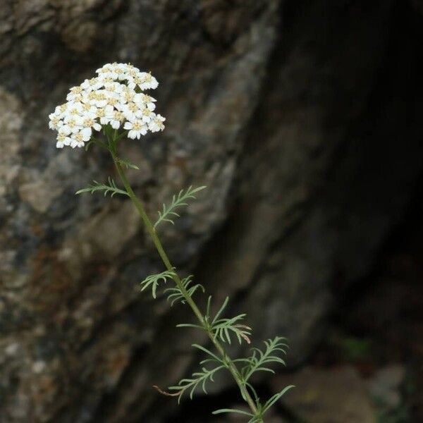 Achillea chamaemelifolia Квітка