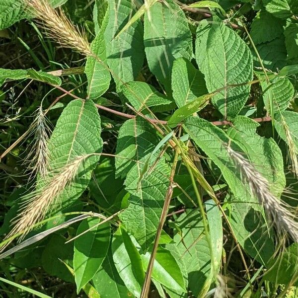 Elymus canadensis Froito