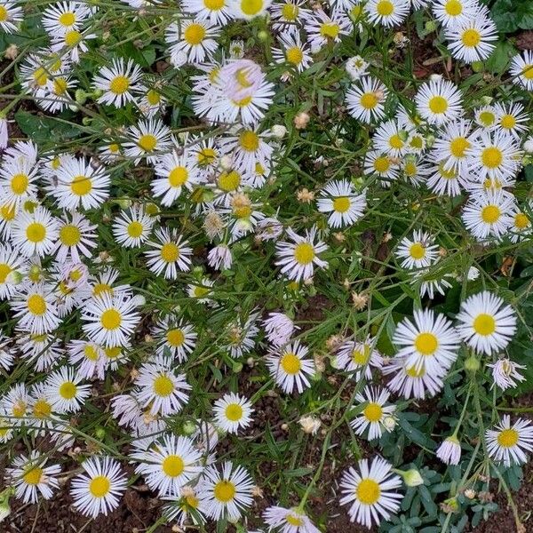 Erigeron strigosus 花