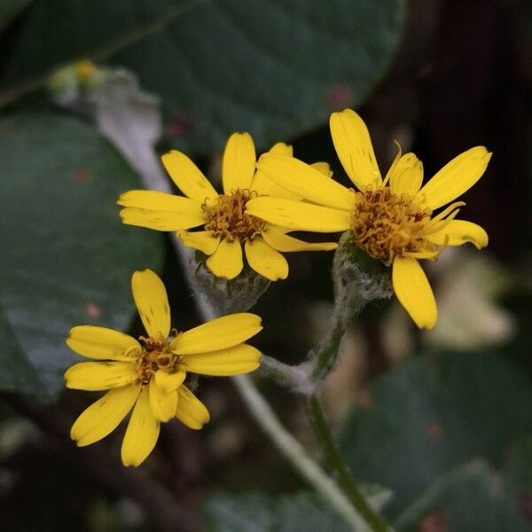 Senecio gossypinus Žiedas