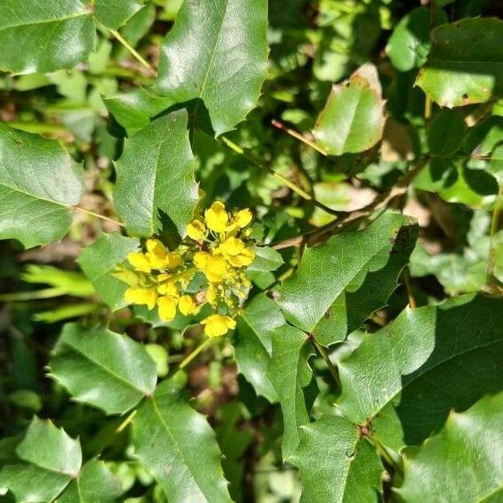 Mahonia aquifolium ফুল