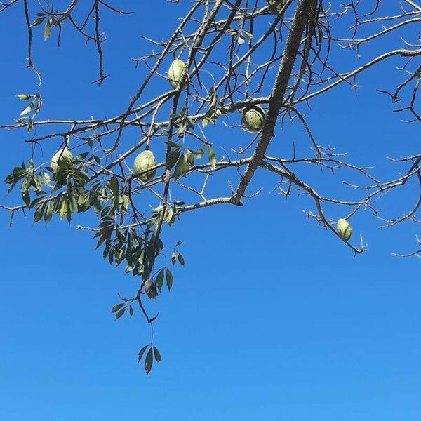 Ceiba speciosa Frugt