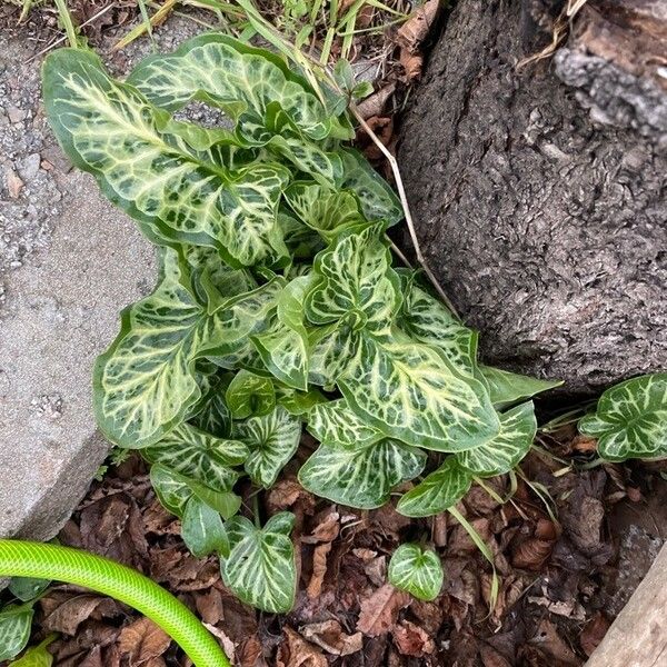 Arum italicum Leaf