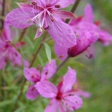 Epilobium dodonaei Lorea