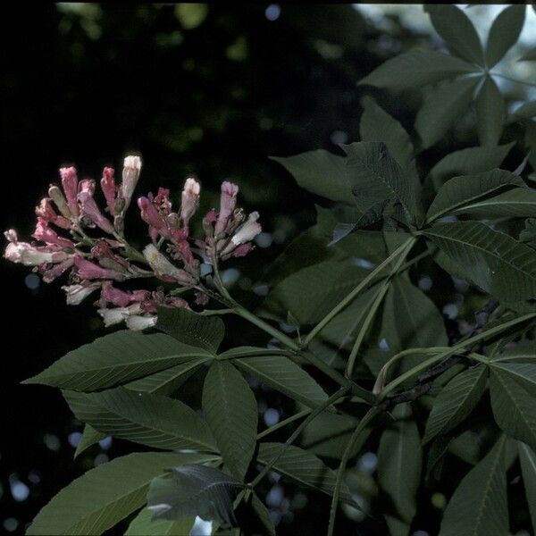 Aesculus pavia Flor