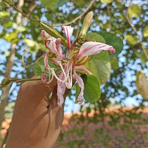 Bauhinia purpurea Cvet