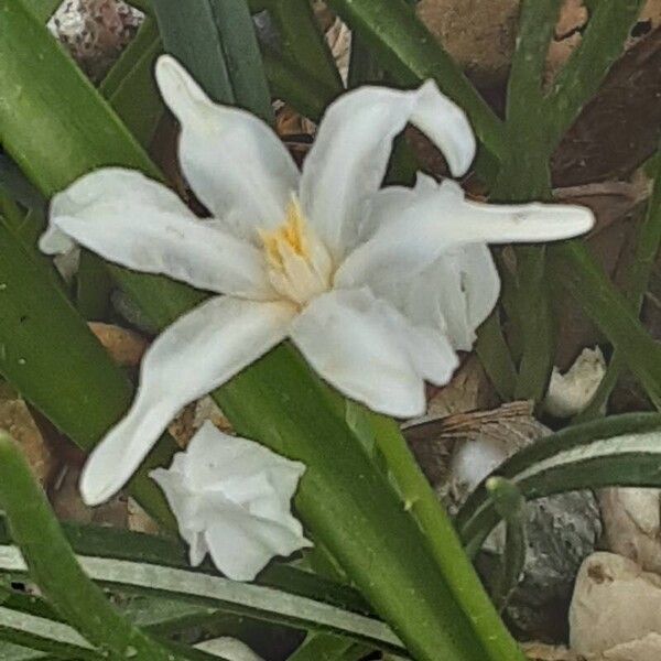 Scilla forbesii Flower