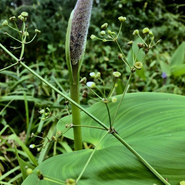 Pontederia cordata Övriga