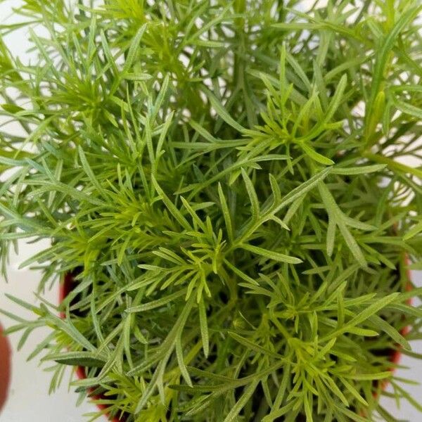 Artemisia dracunculus Leht