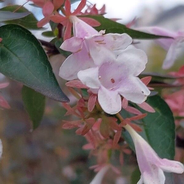 Abelia × grandiflora Floro