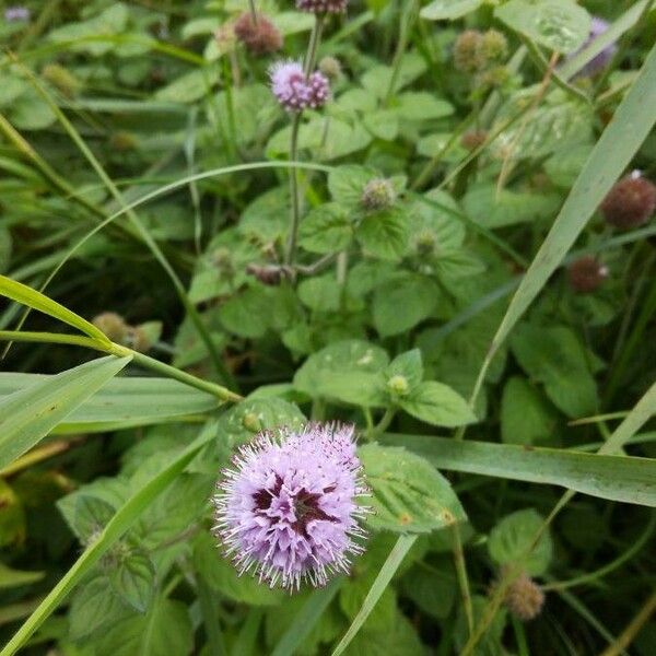 Mentha aquatica Λουλούδι