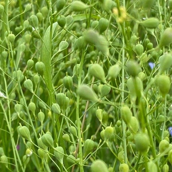 Camelina sativa Φρούτο