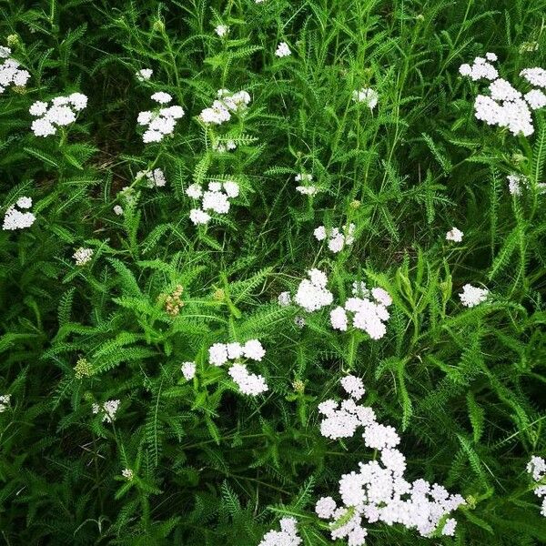 Achillea millefolium 花