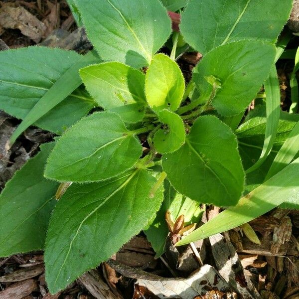 Viola sagittata Лист