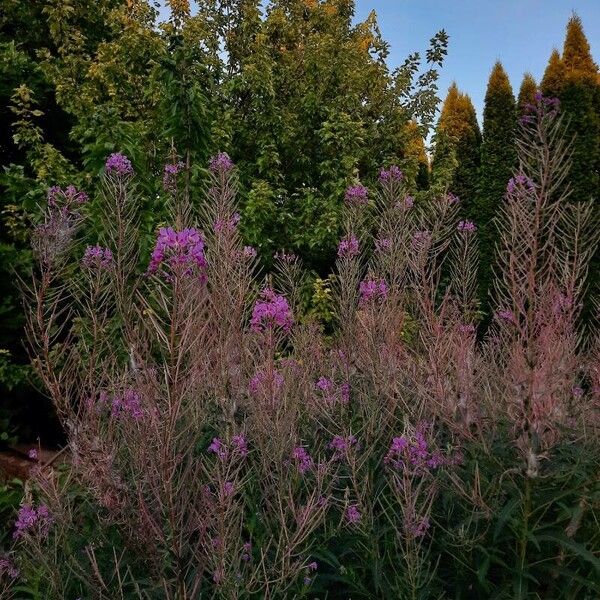 Epilobium angustifolium Blomst