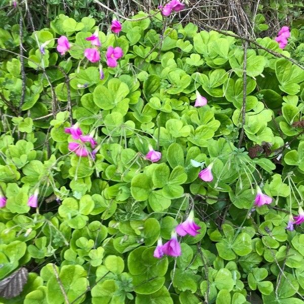 Oxalis articulata Квітка