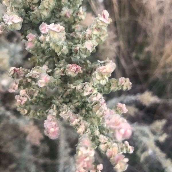 Atriplex halimus Flor