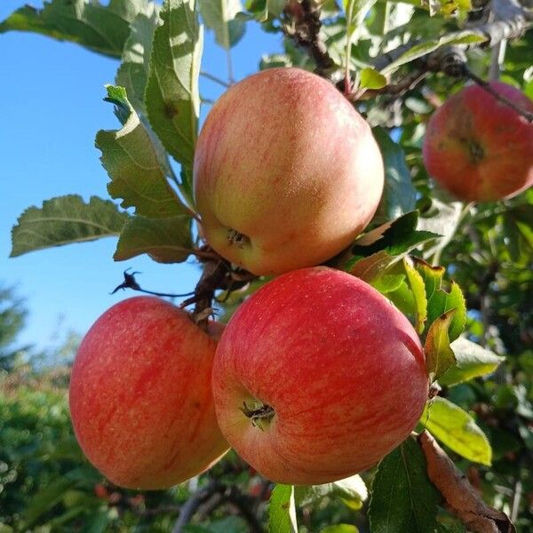 Malus domestica Fruto