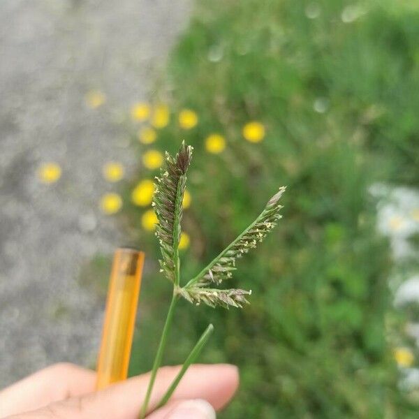 Eleusine tristachya Flower