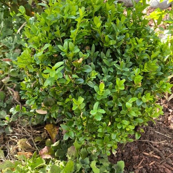 Buxus sempervirens Hoja