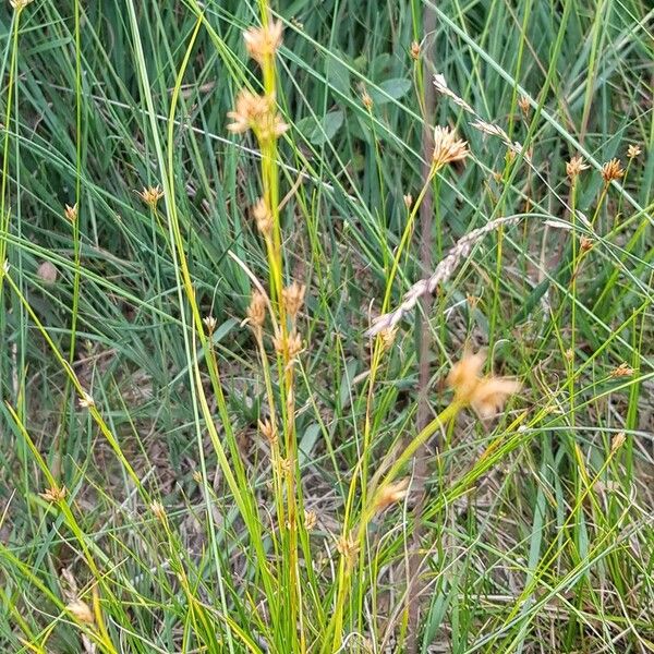 Rhynchospora alba Yaprak