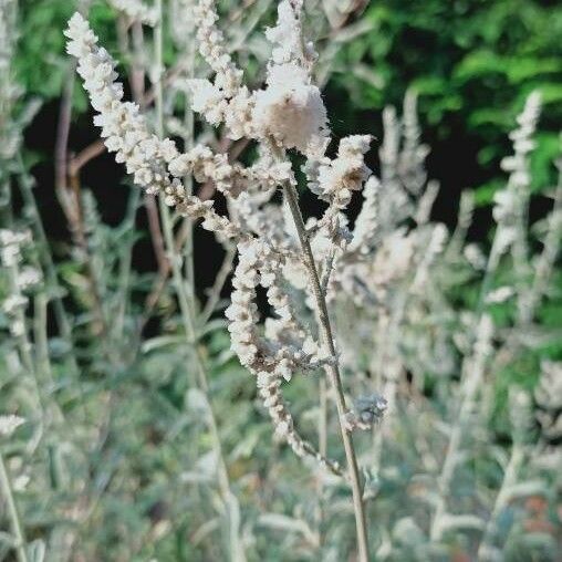 Aerva javanica Flower