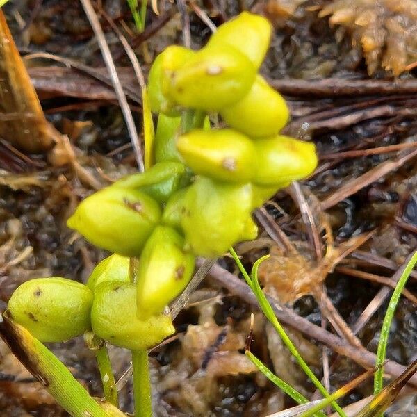 Scheuchzeria palustris Ffrwyth