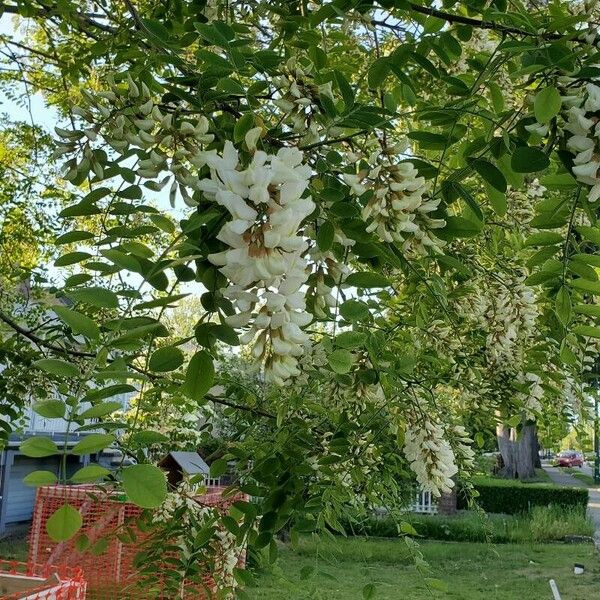 Cladrastis kentukea Blüte