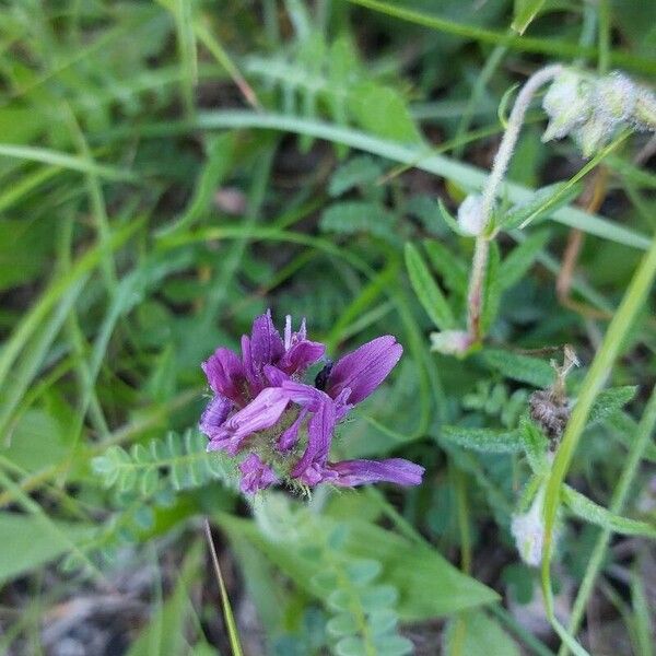 Astragalus hypoglottis 花