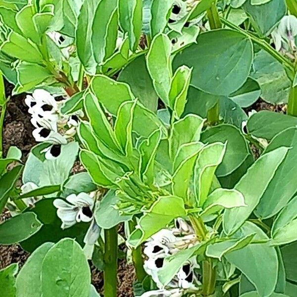 Vicia faba Flower