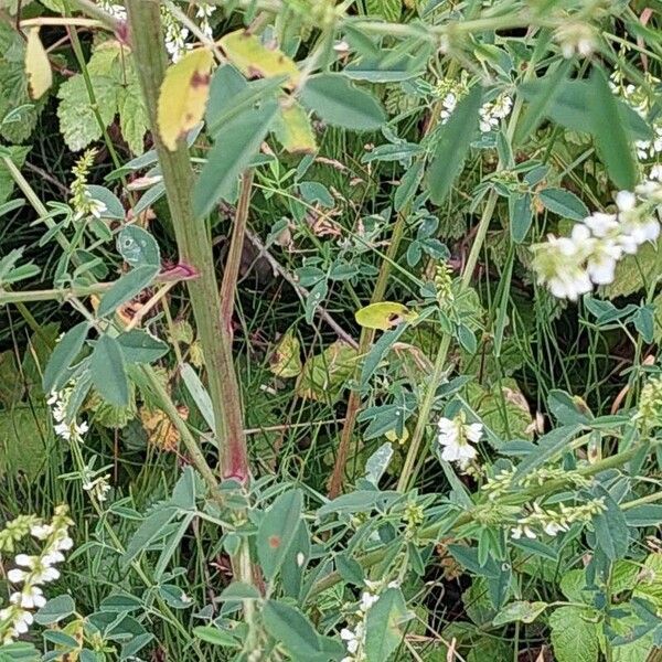 Melilotus albus Habitat