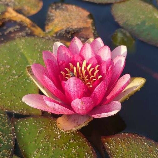 Nymphaea candida Λουλούδι