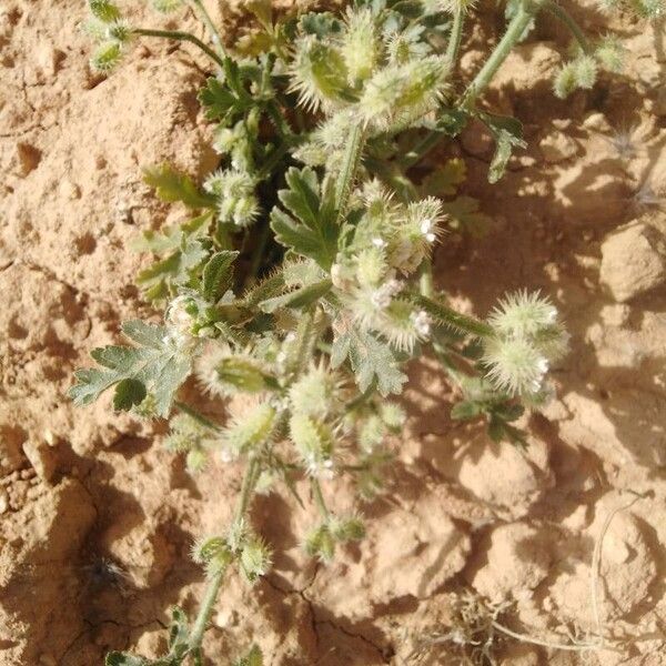 Turgenia latifolia Blad