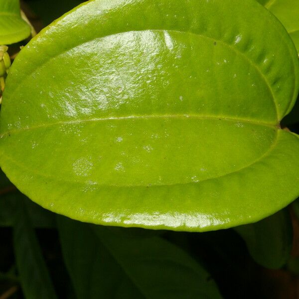 Adelobotrys adscendens Leaf