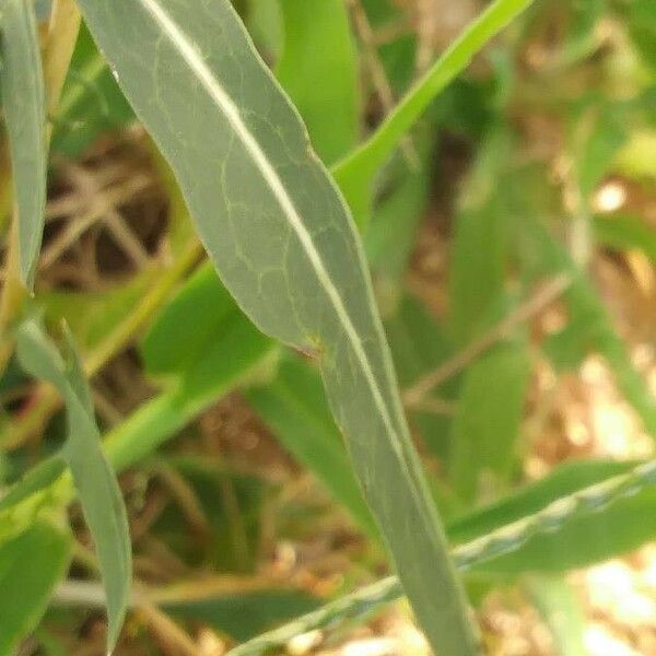 Lactuca saligna Blad