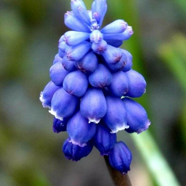 Muscari neglectum Blomst