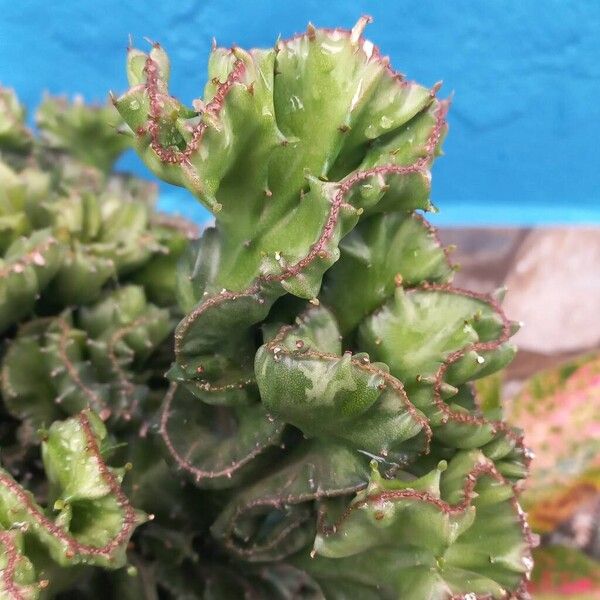 Euphorbia lactea Fuelha