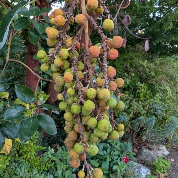 Arbutus menziesii Meyve