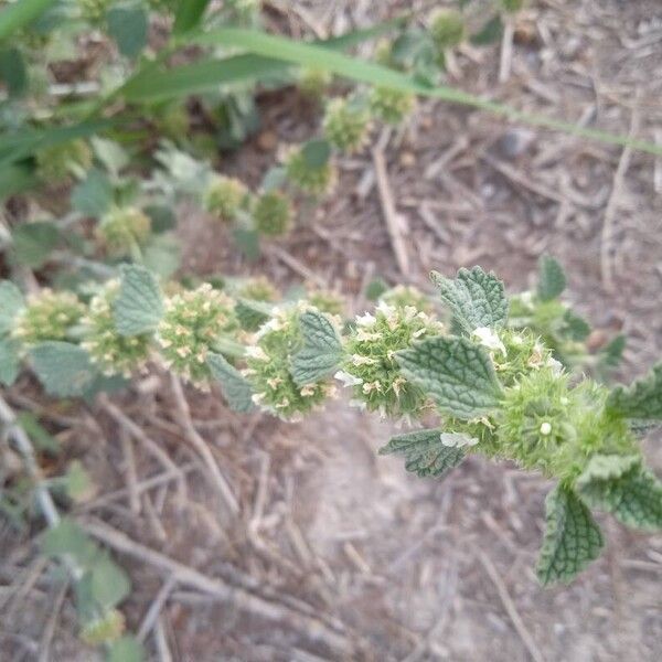 Marrubium vulgare Feuille