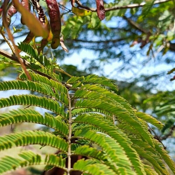 Leucaena leucocephala Leht