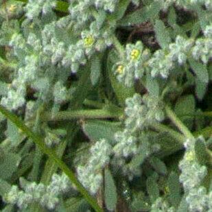Herniaria hirsuta Цветок