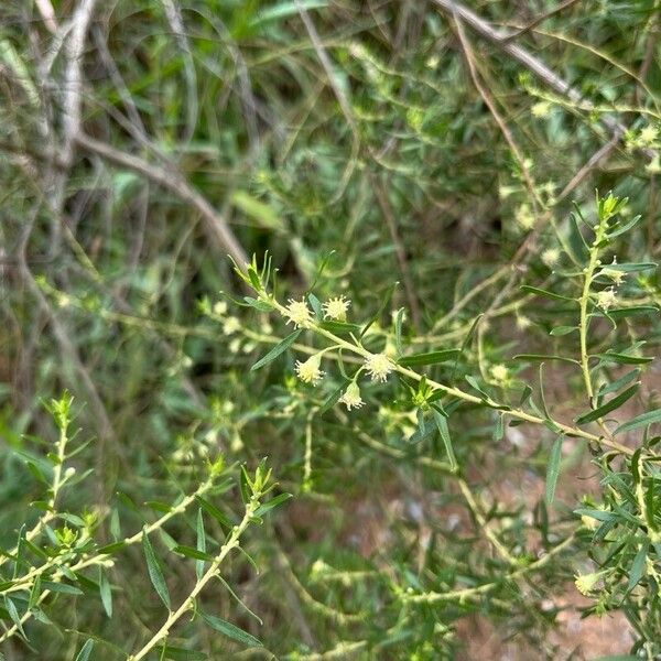 Baccharis dracunculifolia Flor