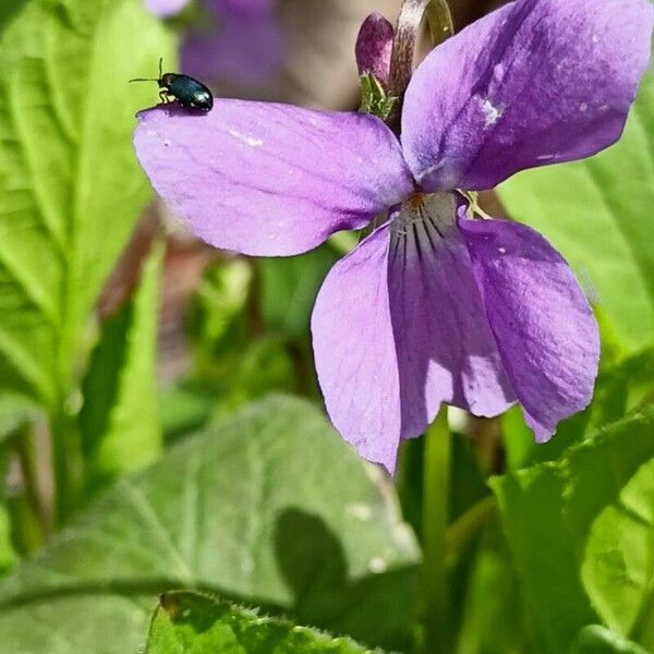 Viola hirta Flower